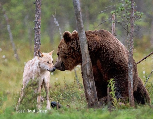 A really unbelievable and extraordinary story about a bear and a wolf